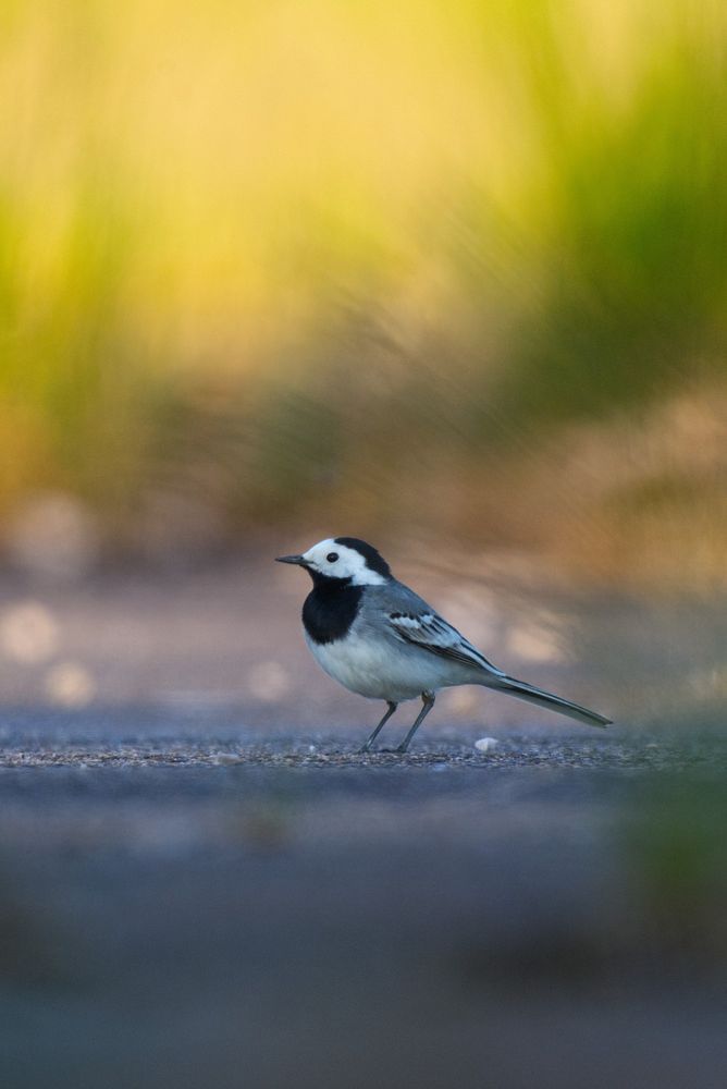 Bachstelze steht auf einem geteerten Weg. Der Farbton von Vordergrund und Vogel ist relativ grau und farblos, während im Hintergrund grüne und gelbe Farben einer Wiese verschwimmen.