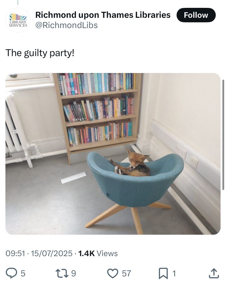 A photo from Richmond Library’s Twitter account showing a fox curled up in a chair in the library, looking at the camera. The chair is in front of a bookcase. The fox looks slightly offended at being disturbed. 