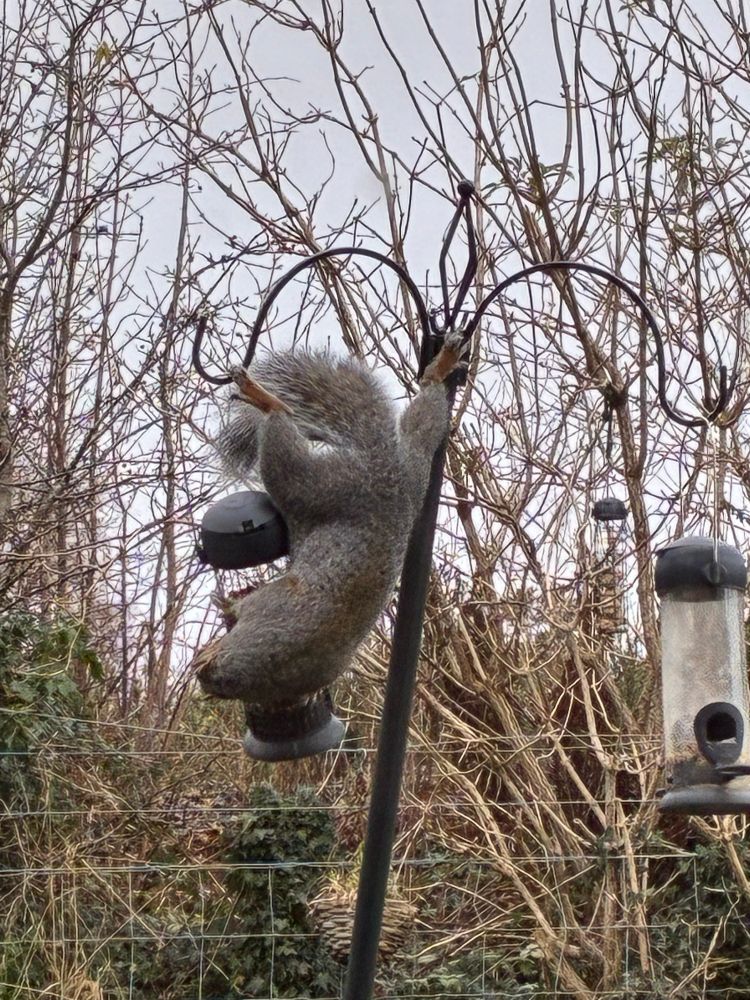 A squirrel hanging upside down to access a bird feeder. Presumably, the Mission: Impossible theme is playing in the distance 