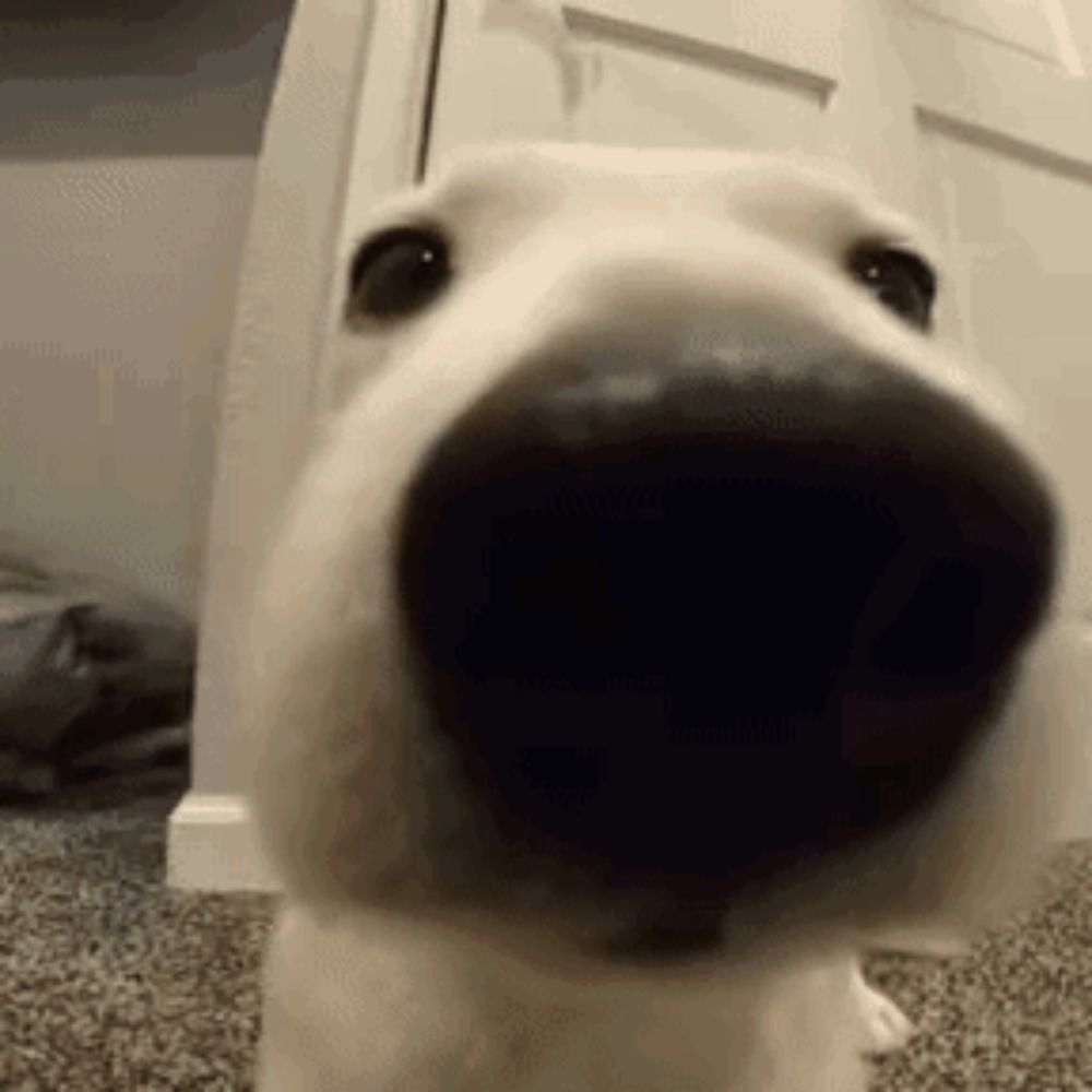 a close up of a dog 's nose with its mouth open .