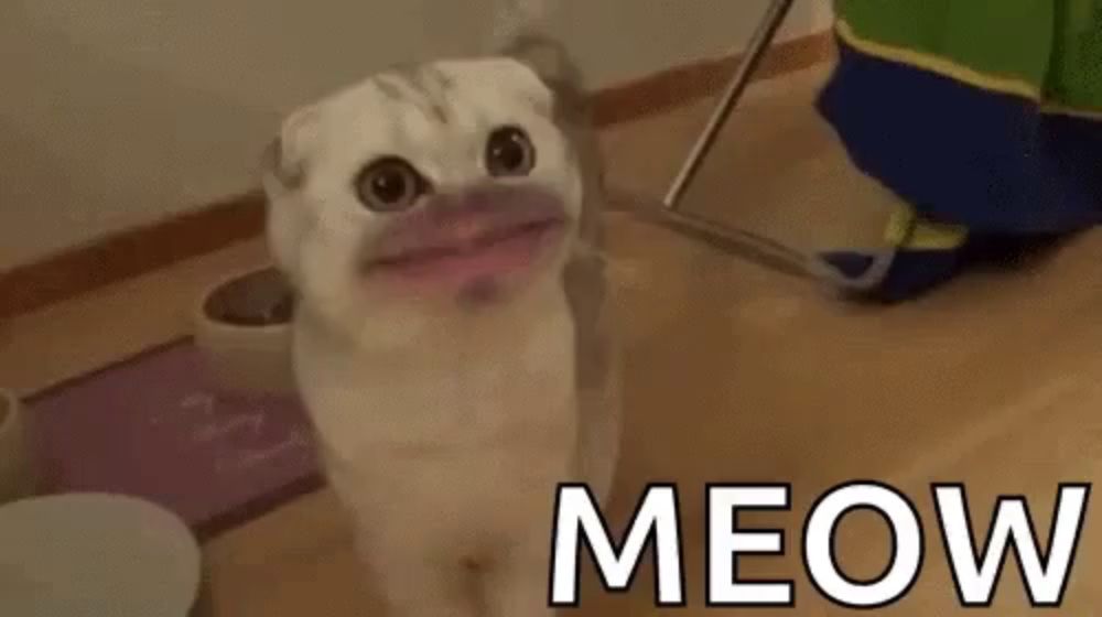 a cat is making a funny face with its mouth open and the word meow is written below it .