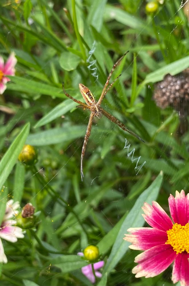 A garden spider in the middle of its almost invisible web. Above and below the spider are two “zig-zag” shapes, where it looks like the spider went back-and-fourth with the webbing to make a zig-zag shape. 