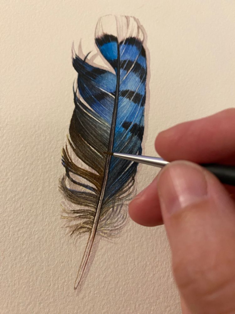 A hand holding a small watercolour paint brush over a piece of textured paper with a realistic feather study of a Blue Jay Feather painted on it. 