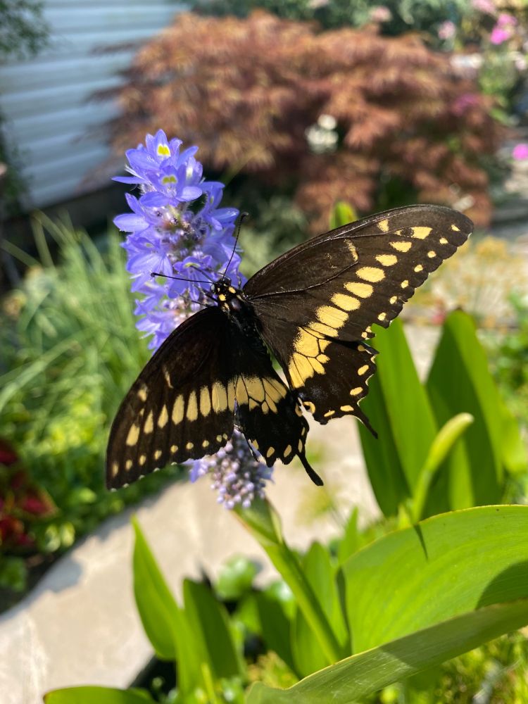 A black swallowtail butterfly on purple pickerel weed flower. A mainly black butterfly with lemon-yellow spots and long, teardrop-shaped “tails” on the lower wings. 