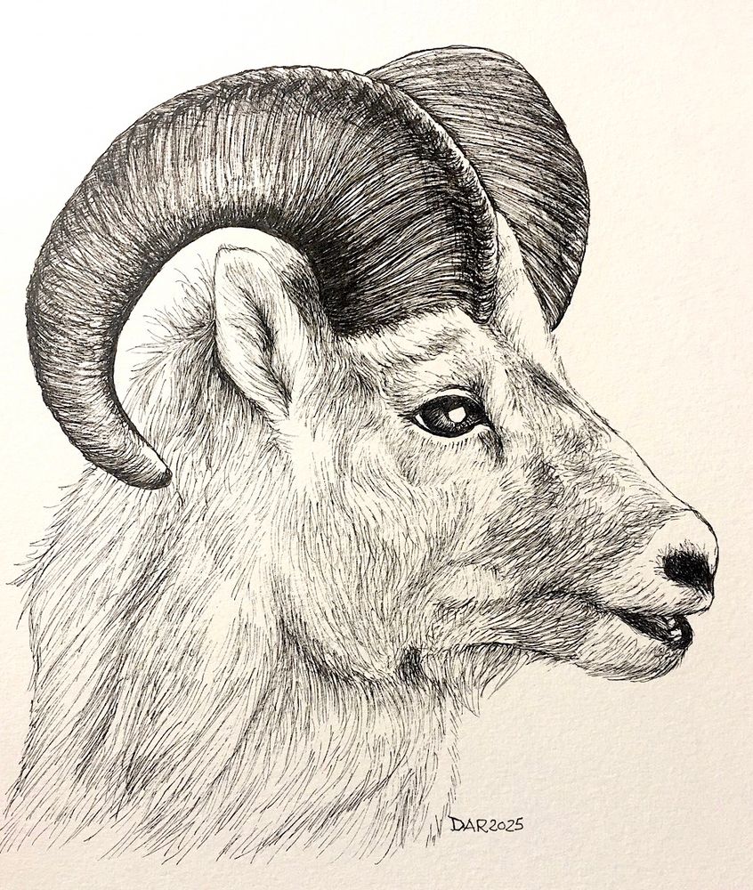 Big horn sheep profile drawn with pigment pen.