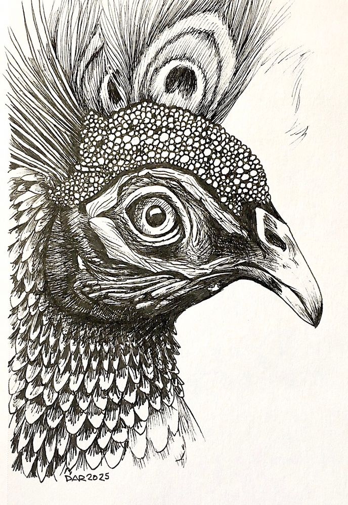 Ink draw of the head of a peacock, facing right, and with a glowering expression.