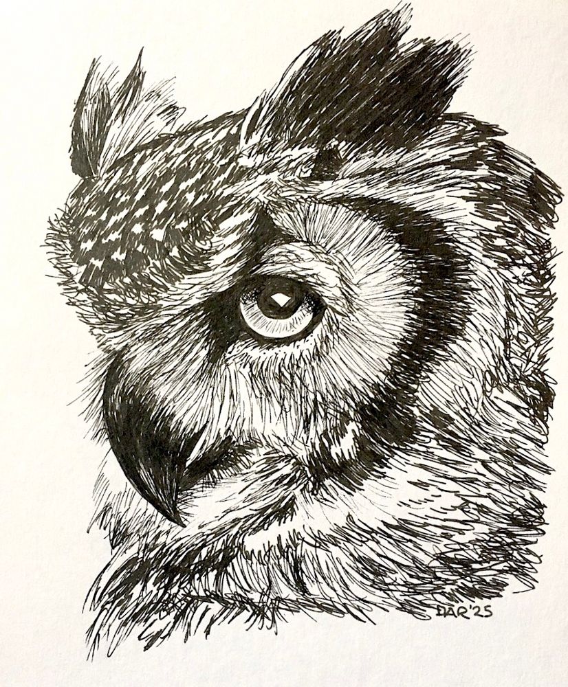 Drawing of an owl head, looking to the left.