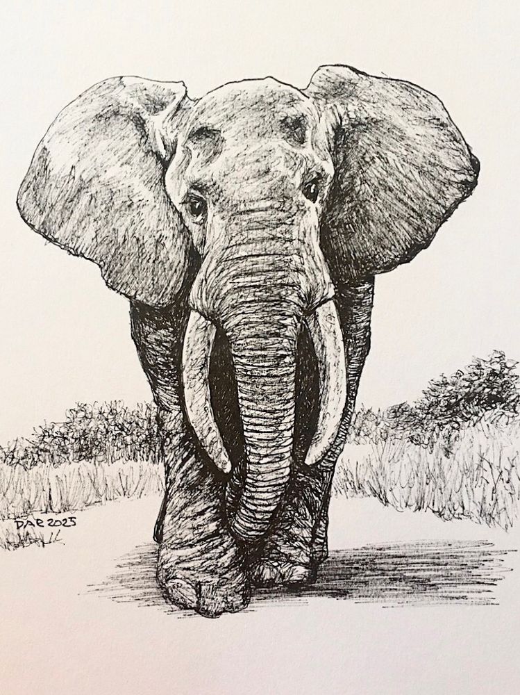 Black pigment pen (Micron) drawing of an elephant with big ears and large tusks. 
