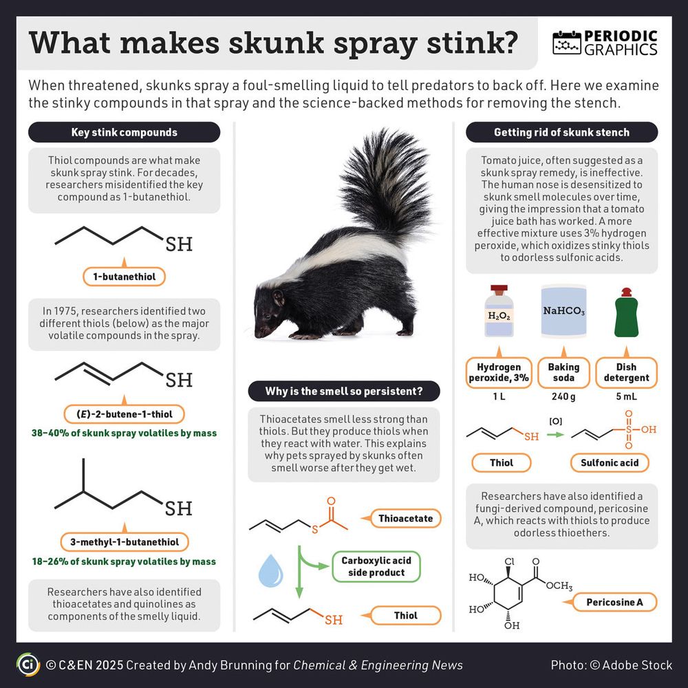 This graphic describes the smelly chemicals in skunk spray and how to get rid of the stink. In the first column, the graphic describes the thiol compounds responsible for skunk spray’s smell. The second column explains why the smell persists because of a chemical reaction between some skunk spray compounds and water. The third column outlines chemistry-based methods for eliminating the stinky skunk compounds.