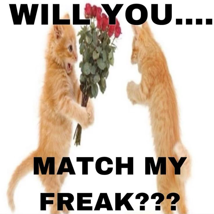 will you match my freak cat meme of two orange kittens standing up playing with a dozen roses edit in one of their paws. End ID