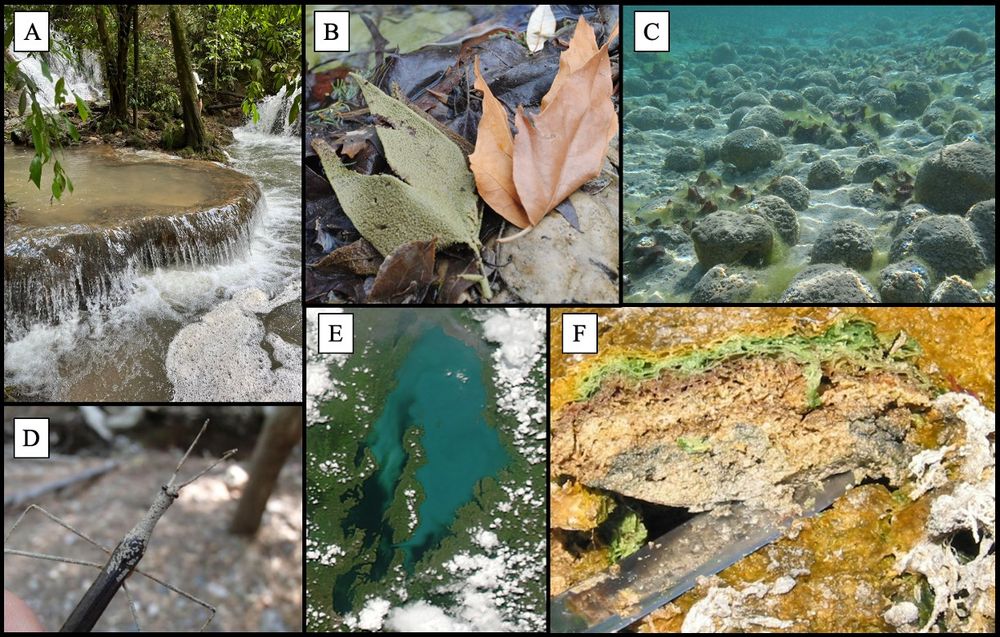 Images of calcium carbonate deposits as travertine, covering leaves, as microbialites, on a macroinvertebrate, as a whiting event in a lake, and as a benthic microbial mat.