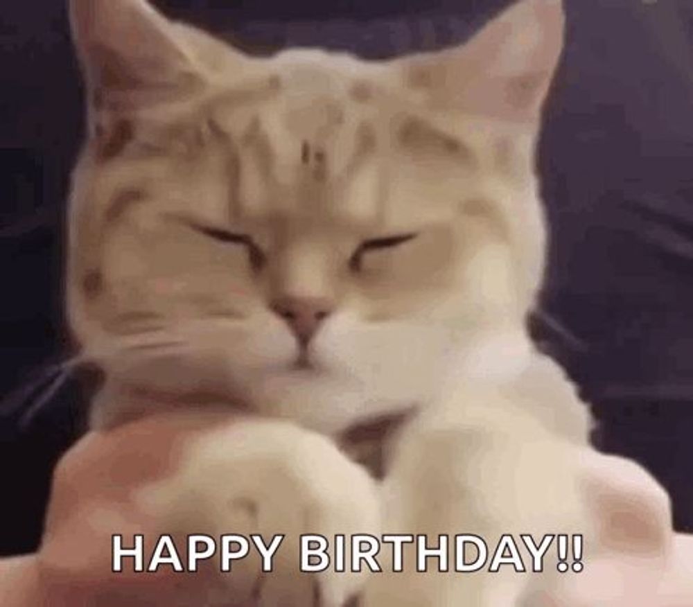 Cute Cute Cat GIF