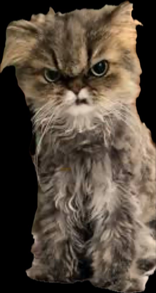 Cat with an angry face