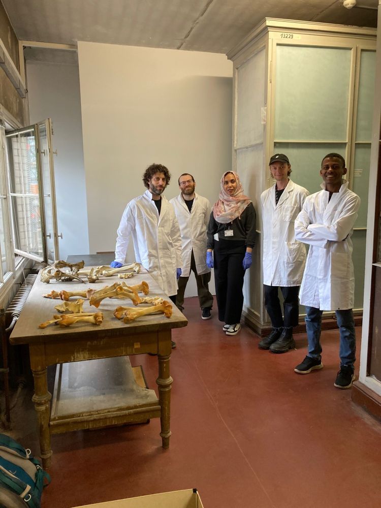 Amniota Lab members working in the collections at the Museum für Naturkunde, surrounded by bones.