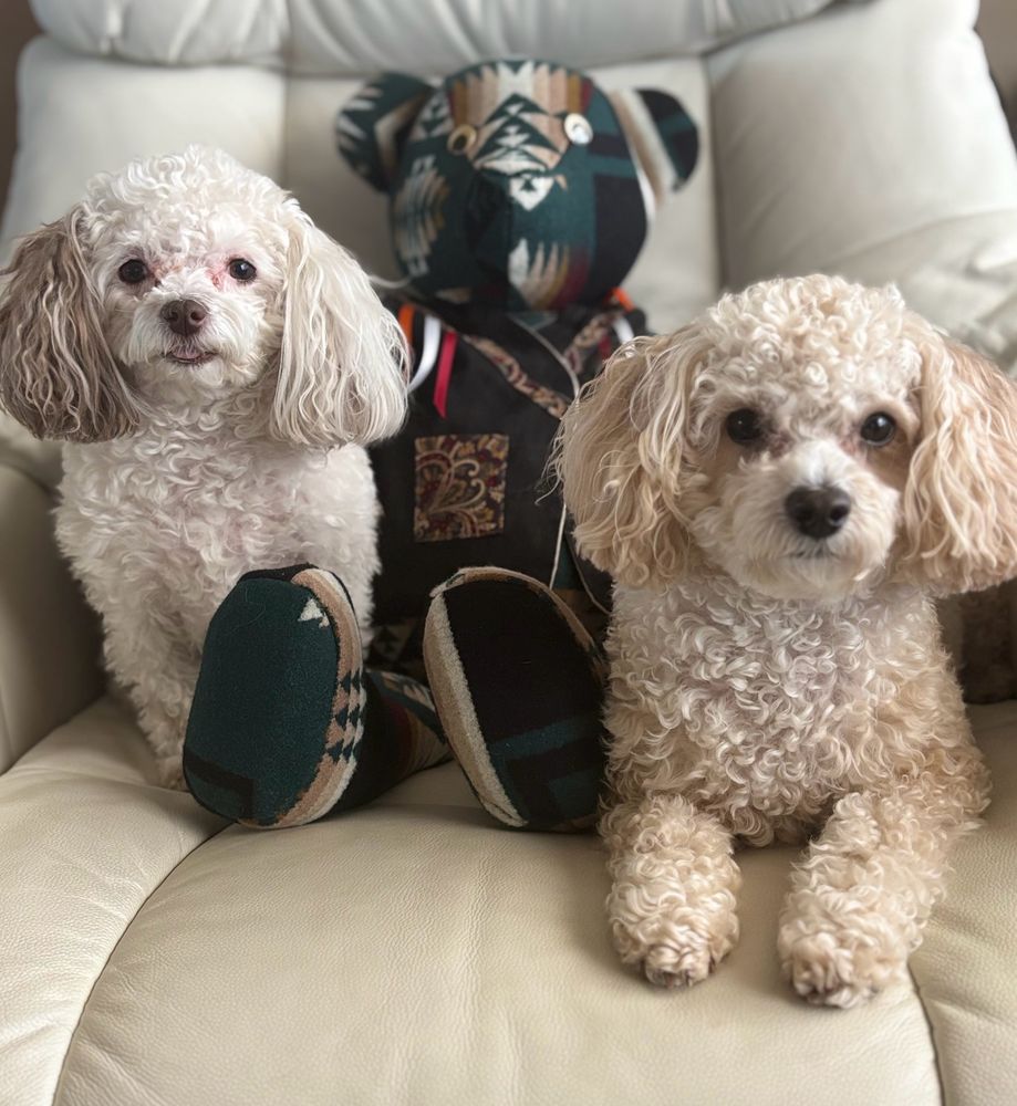 White poodle girl and tan boy poodle
Sitting on white chair with a pattern bear