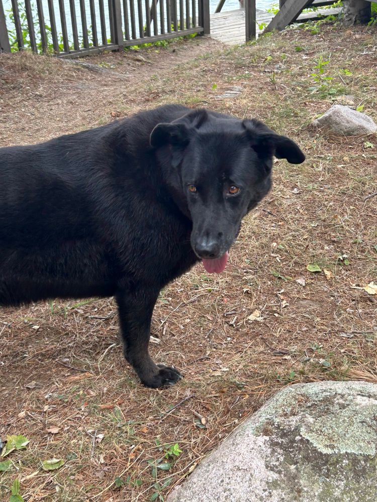 This is a chunky black dog with yellow eyes, sticking out his tongue