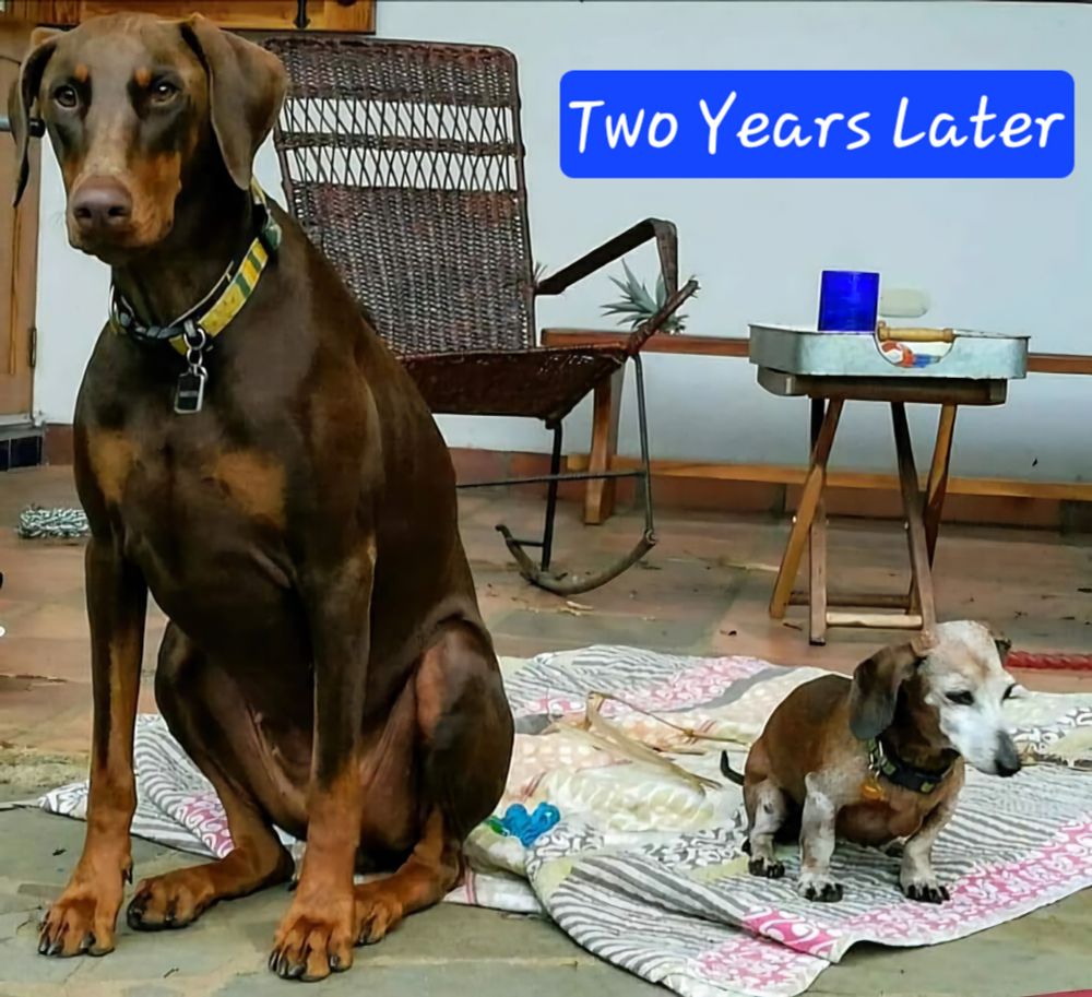A photo taken two years later of the same 2 dogs. The red Doberman is enormous next to the dachshund. 