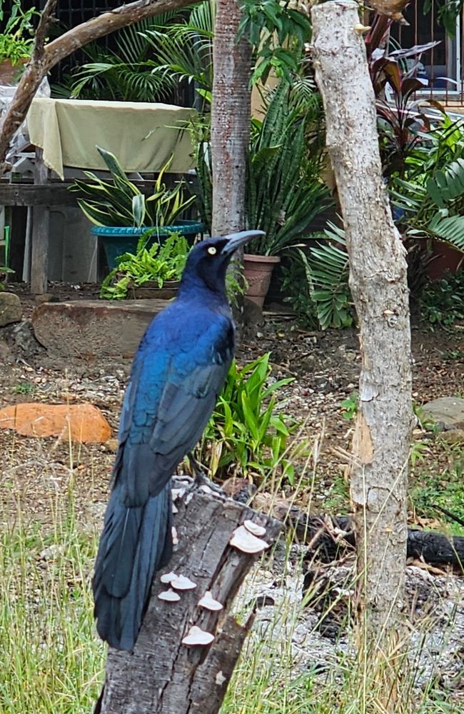 Grackle bird sitting on a tree stump. The light shows the blue sheen to its black feathers. 