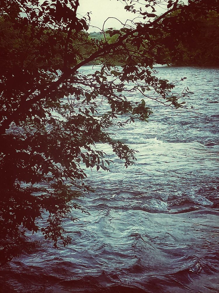 river view from bank-  leaning tree, water release from dam, early morning