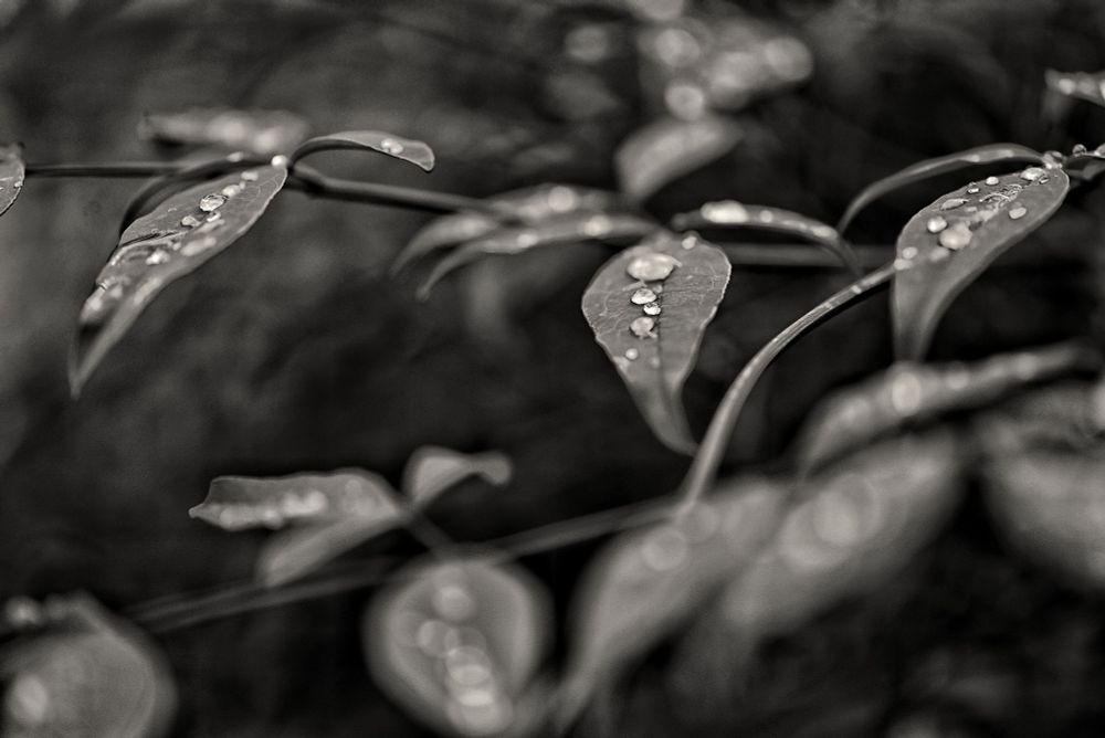 leaves with raindrops