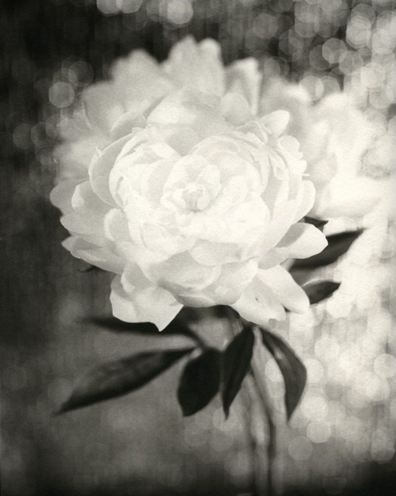 white peony, Japanese artist
