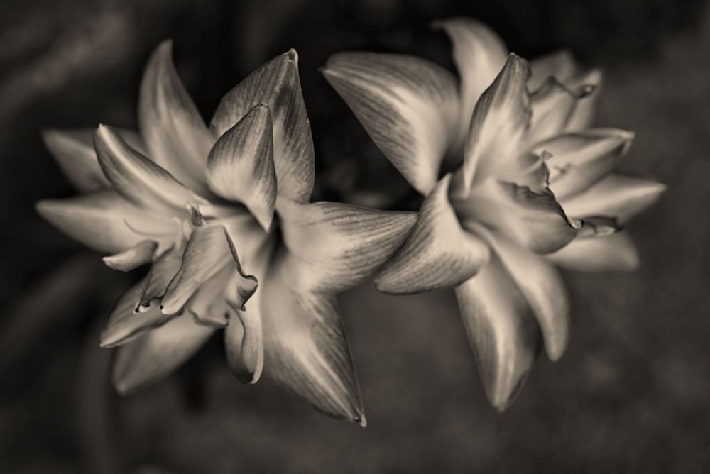 'Blossom peacock amaryllis' monochrome