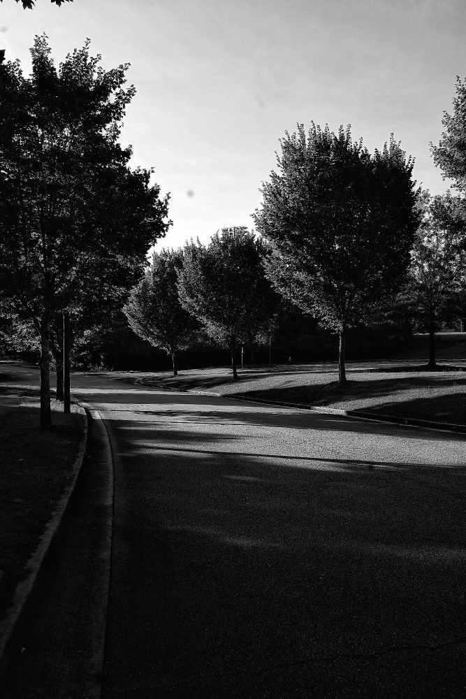 row of trees along a sidestreet 