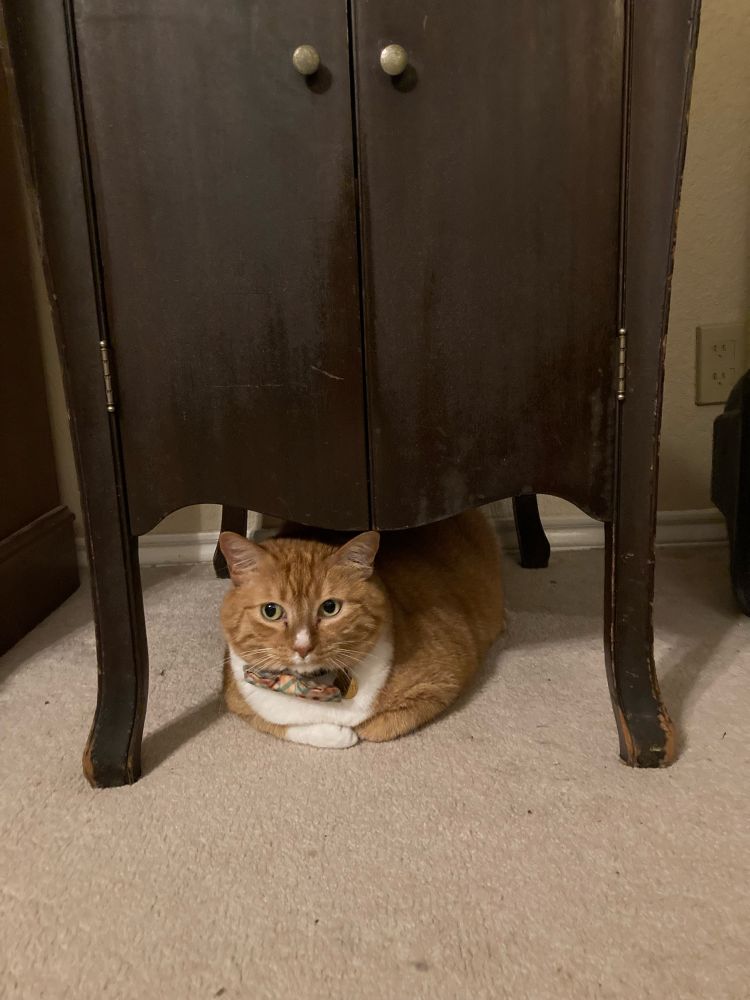 Flash, and orange and white tabby with a plaid bow tie sits like a polite loaf peeking out from under a Victrola cabinet. He might be waiting for a storm to pass, but he’s usually politely under a bed when there’s a storm.