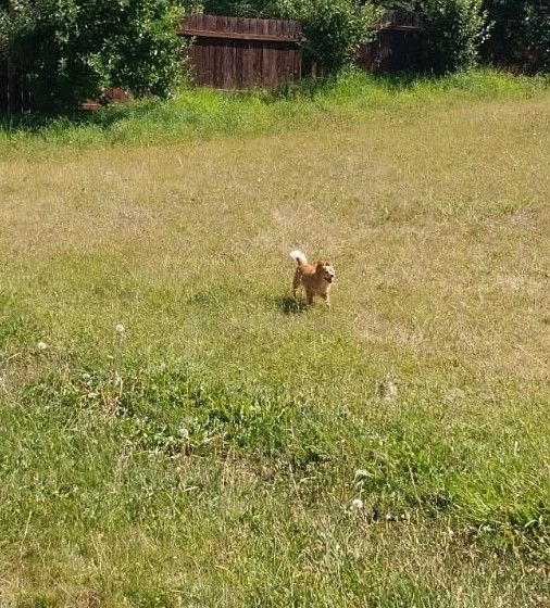 Cute Cooper running in background 