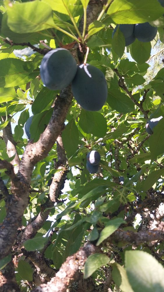 Plums tree 