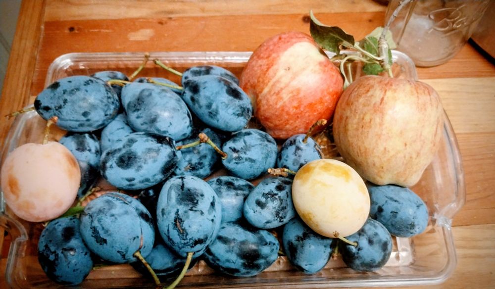 Apples and two different kinds of plums 