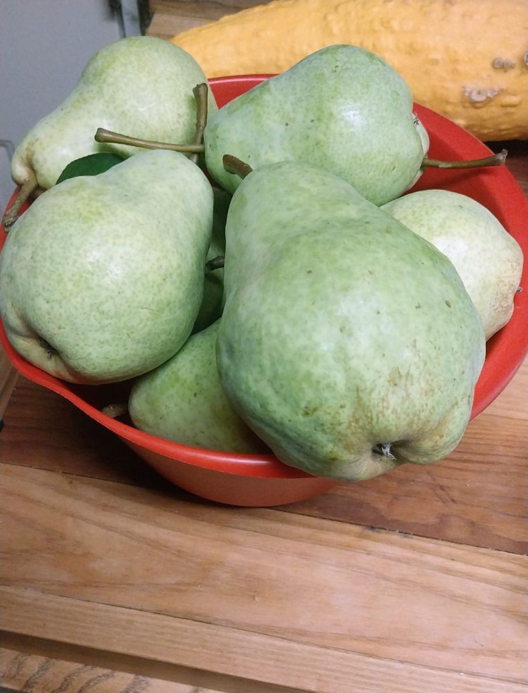 Huge juicy pears🍐 