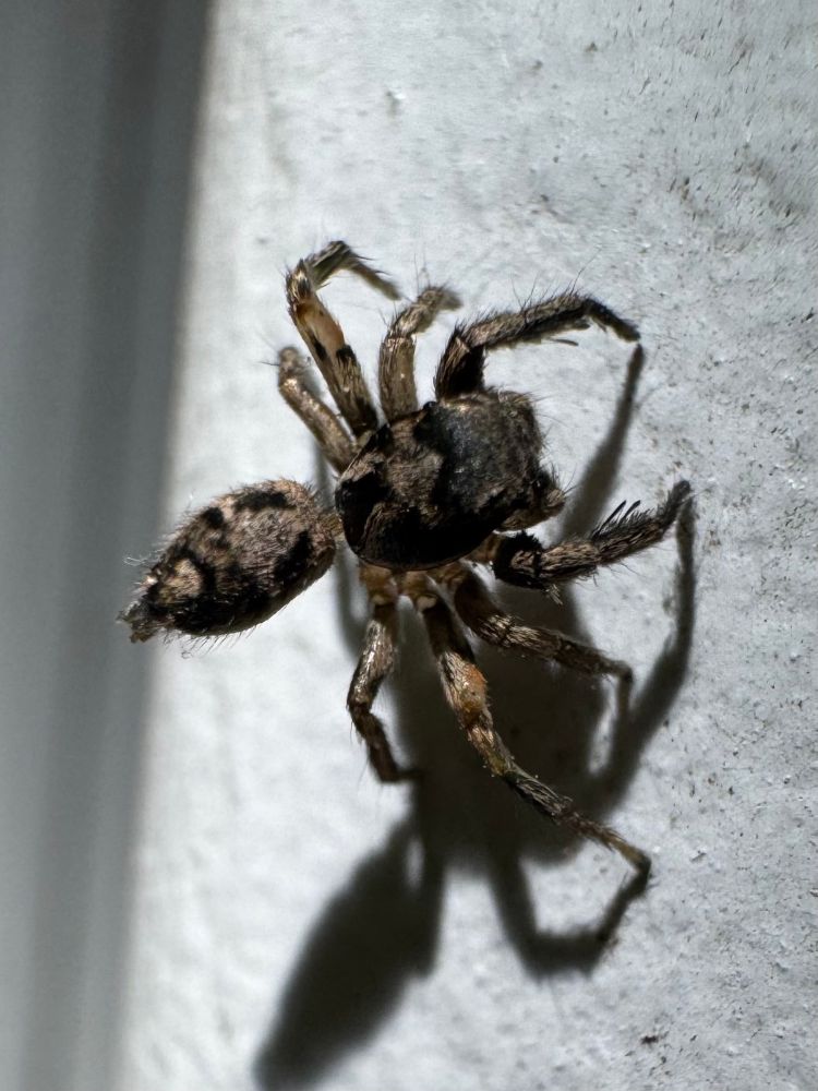 Habronattus coecatus, a black and tan jumping spider 