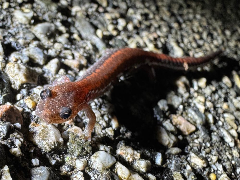 A brightly salmon-coloured eastern red-backed salamander on damp asphalt. The view is foreshortened, from above to the front, so its head looks huge 😅