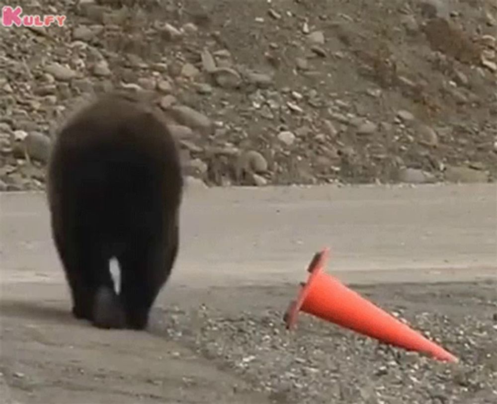 A Law Abiding Bear Animals GIF