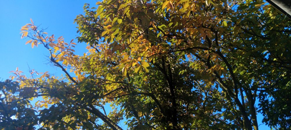 Le kaki avec ses couleurs d'automne sur fond de ciel bleu
