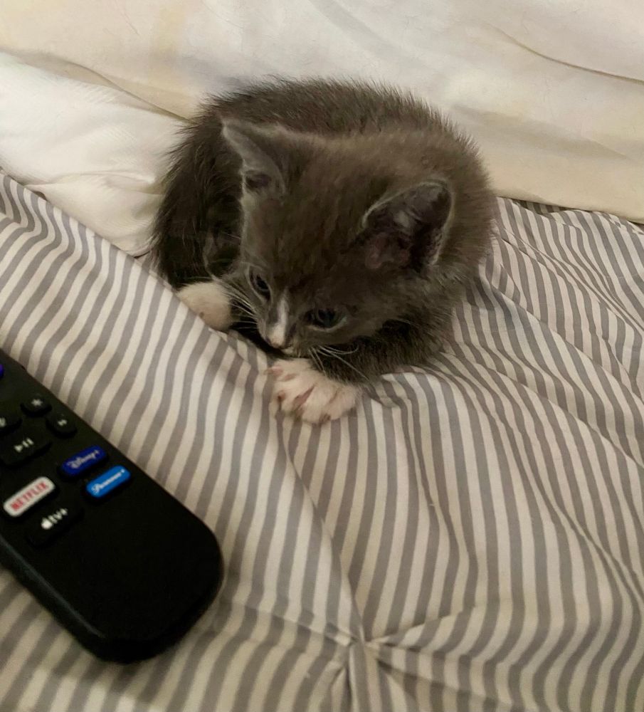 Five week old grey and white kitten laying in the bed next to a tv remote control. 