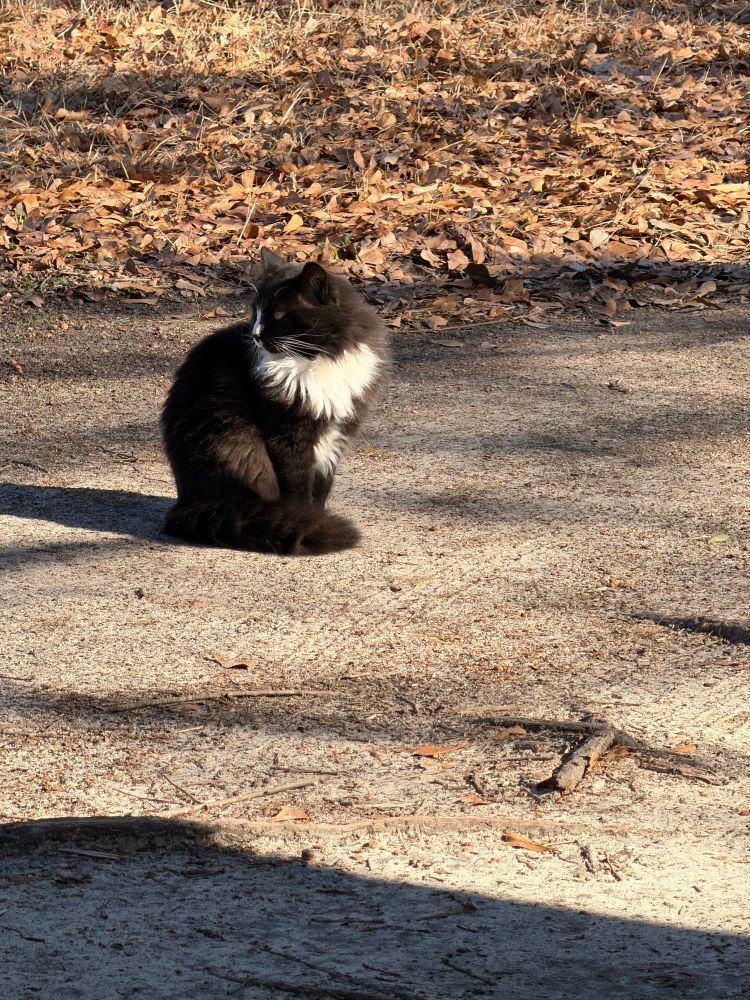 Black and white long hair. He follows the calico everywhere. 