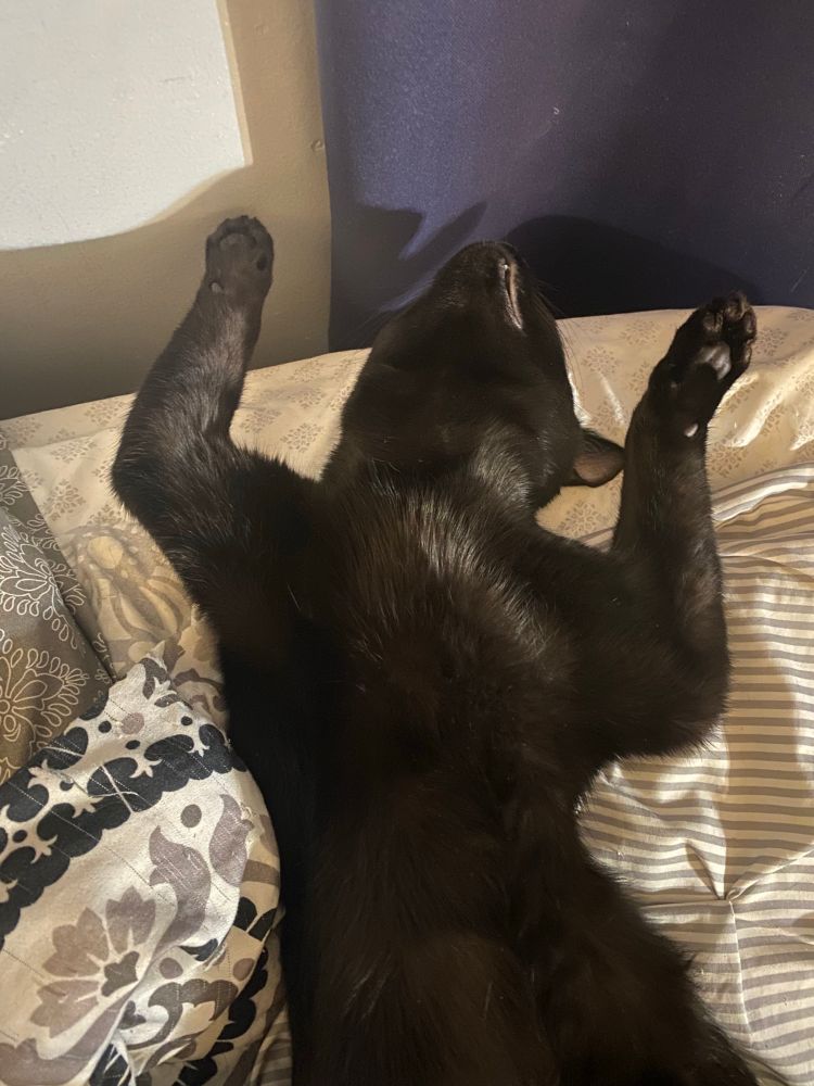 Black cat on his back on a bed
