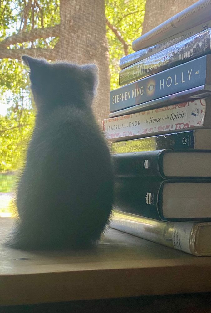 Grey kitten looking out the window sitting by a stack of books 