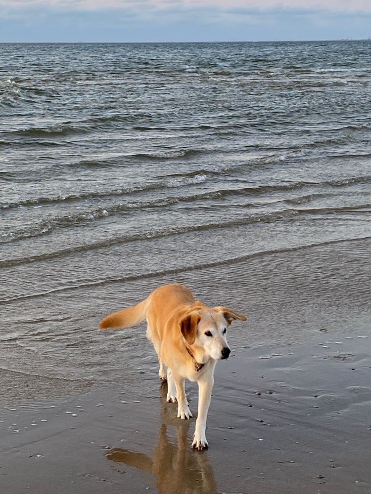 Lina. A golden brown Labrador mix dog on the beach.