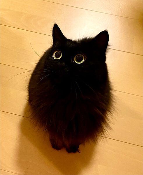 Photo depicting a black cat looking up at presumably the owner, who's taking a photo of the cat. The cat's fur is extremely dark, with only light shining on the edge of their body, and on their eyes.

The cat is shaped like a slightly skewed egg.