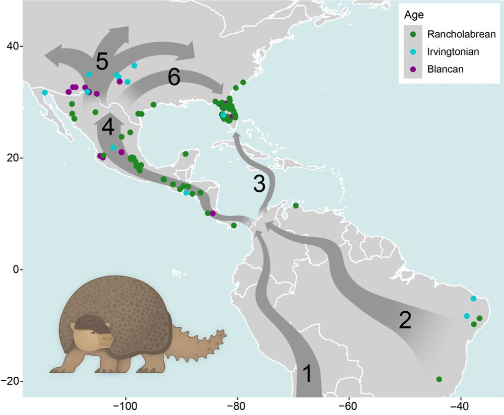 Image of Glyptotherium on a map of North and South America showing fossil localities and possible migration routes
