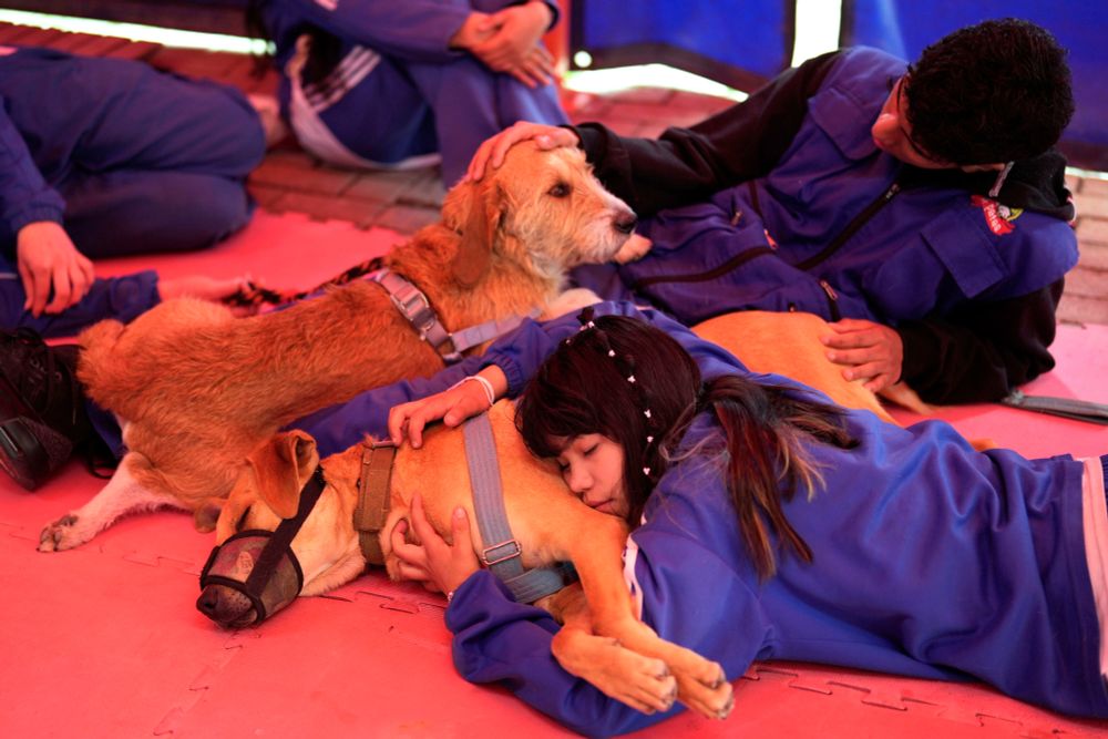 Several young people lie on the floor, hugging and petting shelter dogs. (Fernando Vergara / AP)