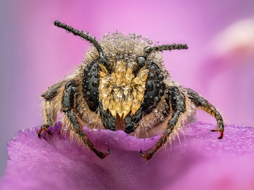 A close view of a bee's head, its entire body coated in water droplets. (© Andrei Chetronie / cupoty.com)