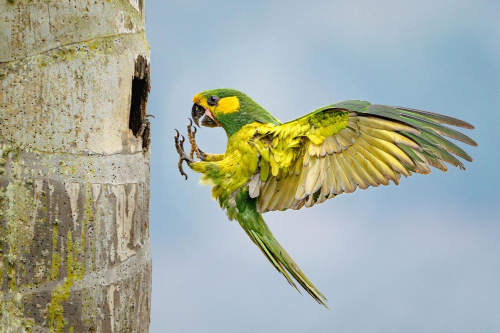 A parrot with lime green plumage and bright yellow cheeks flies with wings outstretched toward its nest in a dead wax palm tree. The parrot holds its legs straight in front of its body, and its mate’s toes peek out at the mouth of the cavity. (León Felipe Jimenez / 2025 Audubon Photography Awards)