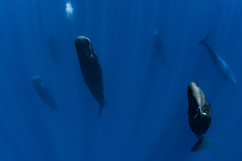 An underwater view, looking down toward a pod of sperm whales that are resting in vertical positions. (Alexis Rosenfeld / Getty)