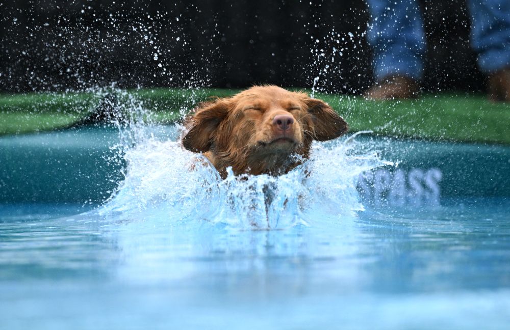 A dog closes its eyes as it splashes into a pool. (Ina Fassbender / AFP / Getty)