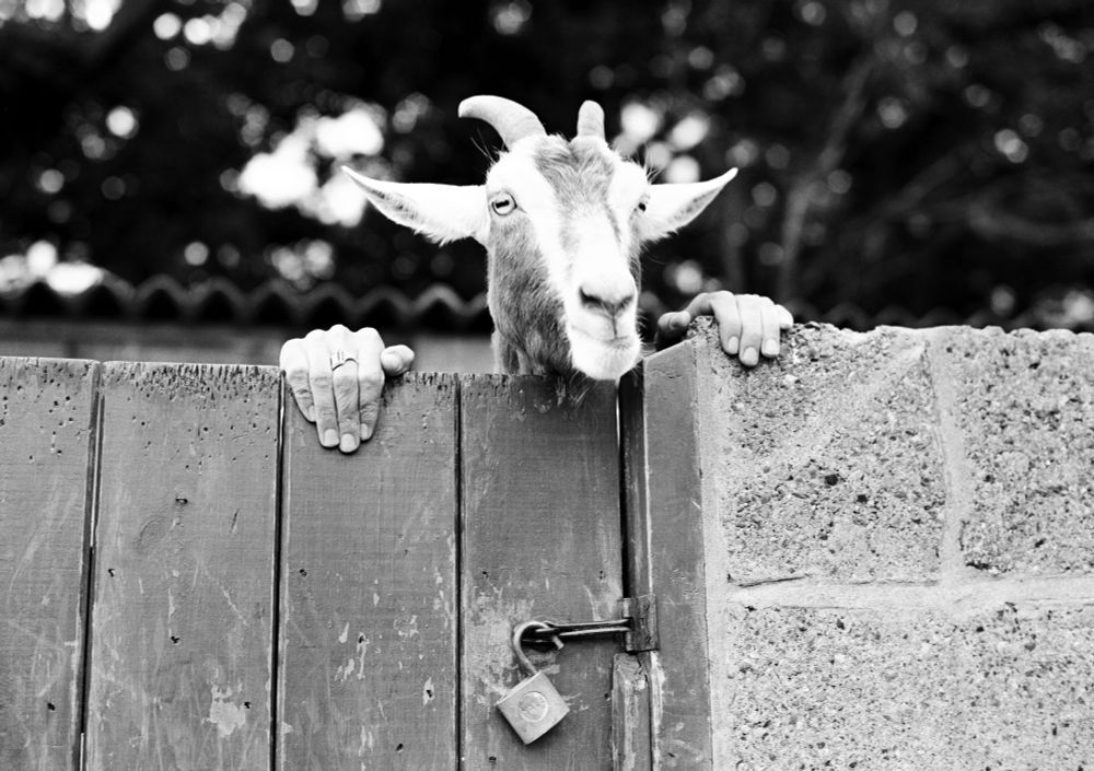 A goat peers over a gate, with hands on the gate on either side of its head, giving the appearance that the goat has human hands. (Ronald Dumont / Daily Express / Getty)
