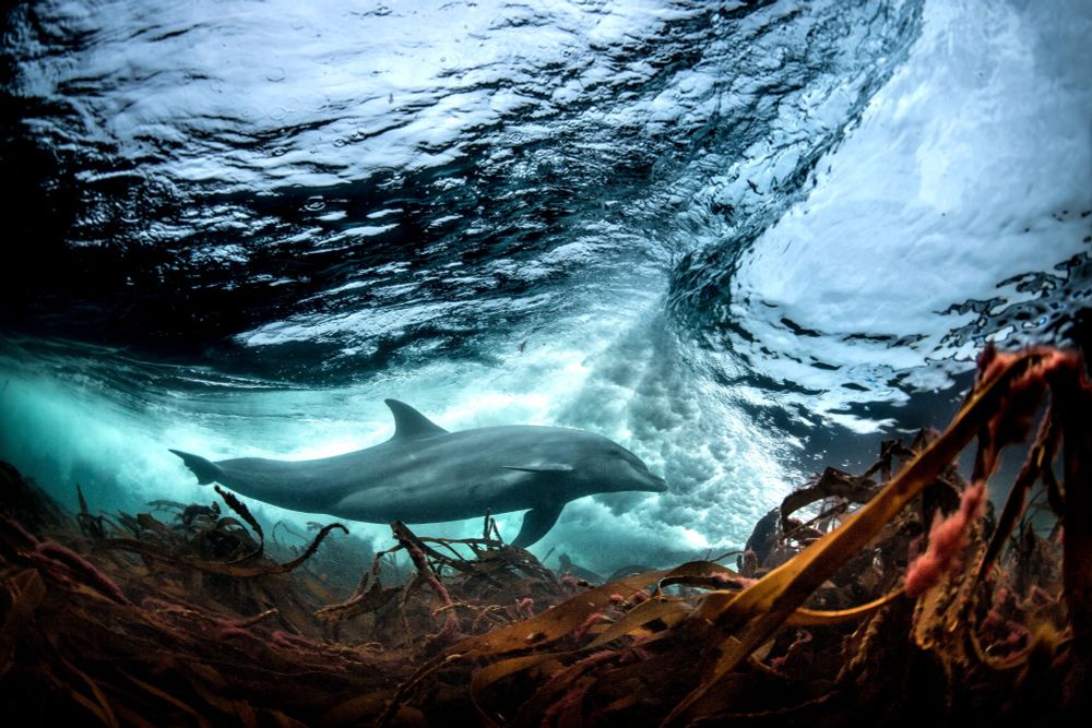 A bottlenose dolphin swims beneath a crashing wave. (George Karbus Photography / Image Source / Getty)